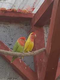 papugi nierozłączki czerwonoczelne