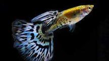 Poecilia reticulata "blue mosaic" gupik "blue mosaic"