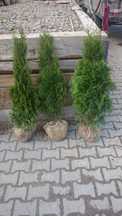 Thuja Szmaragd 55-70cm, od producenta