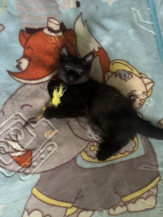 Шотландські кошенята