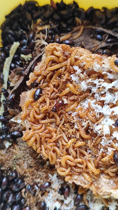 Жук знахарь / мини мучник, кормовая культура