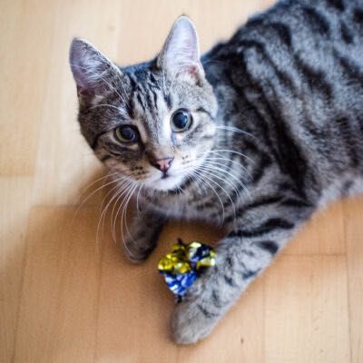Stasiu szuka kochającego domku