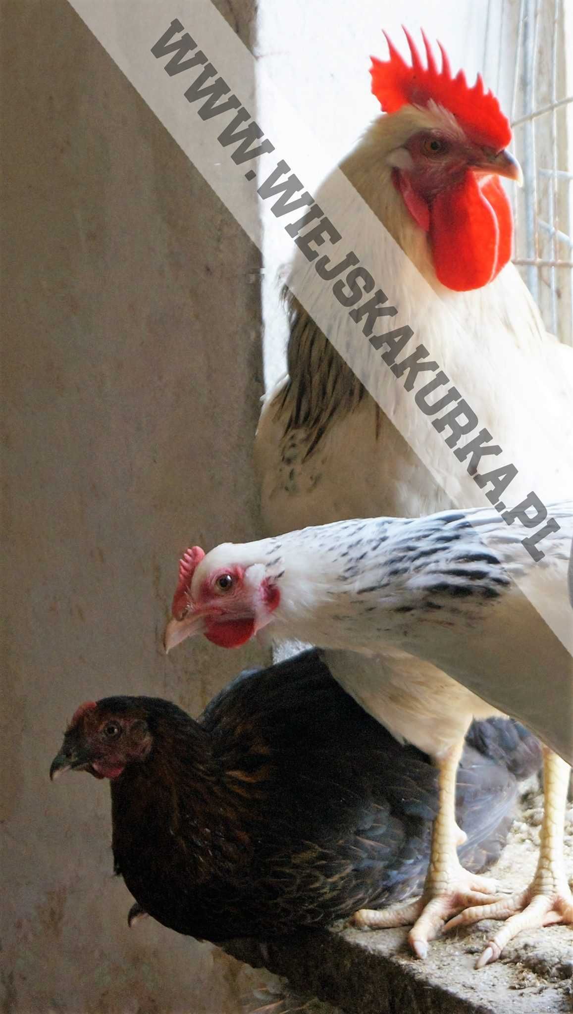 kury nioski młode, odchowane kokoszki