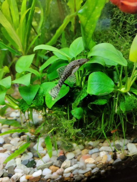 Glonojady -  od 1,5 do 8 cm