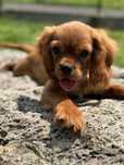 Poesek ruby - Cavalier King Charles Spaniel