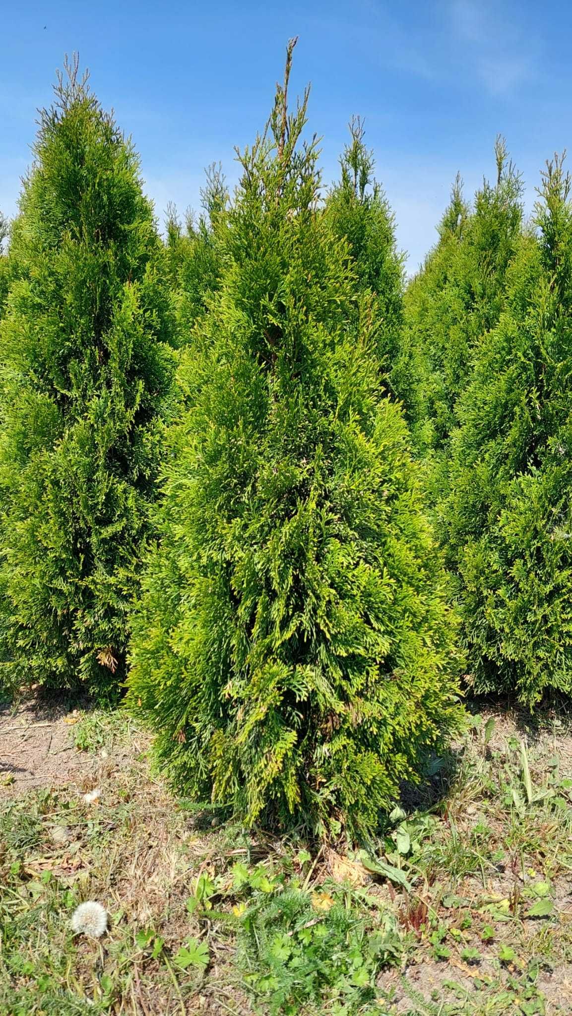 Tuja szmaragd z gruntu do +200cm !!!