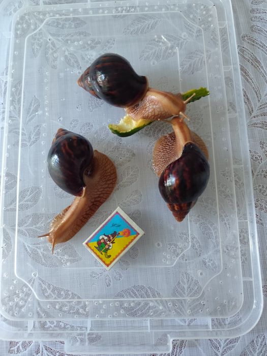 Равлики Ахатіни!