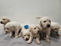 Golden retriever pies