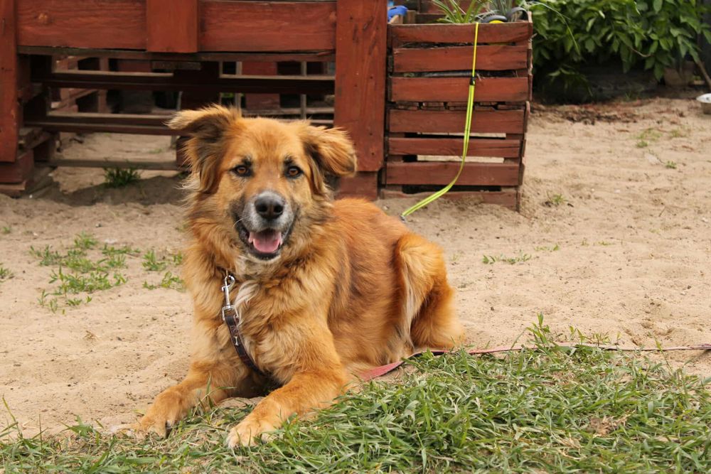 Supeł szuka kochającego domu!