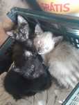 Gatinhos para adoçao