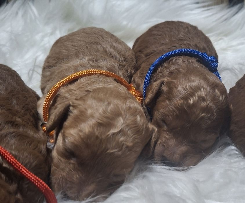 Pudel toy miniaturowy