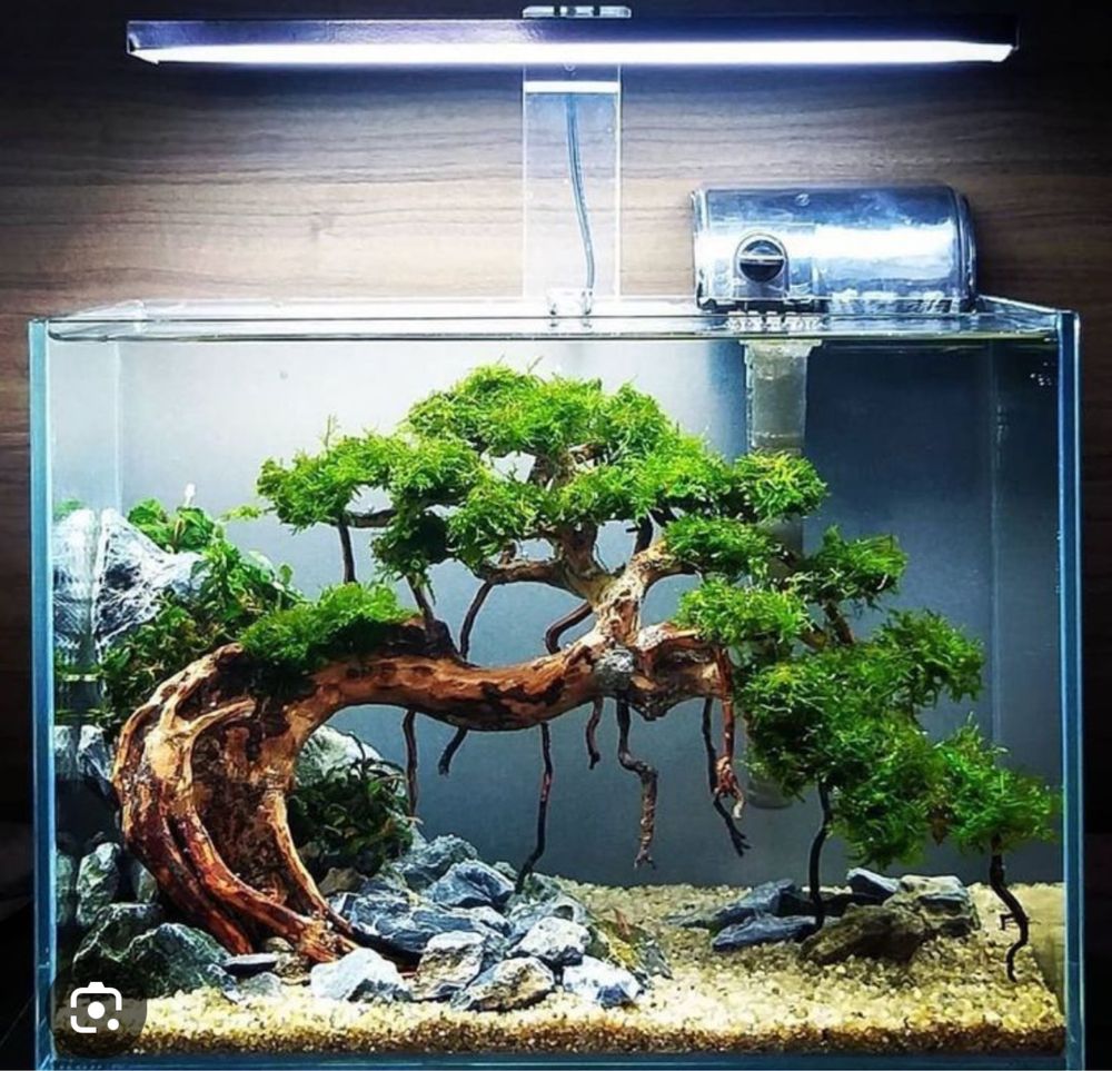 Tronco bonsai aquario