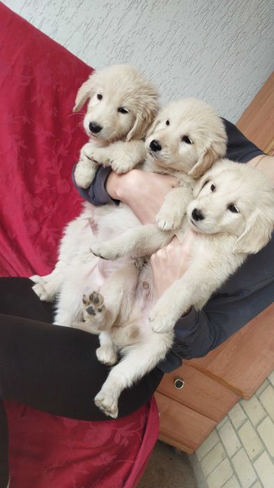 Голден ретрівер щенятка