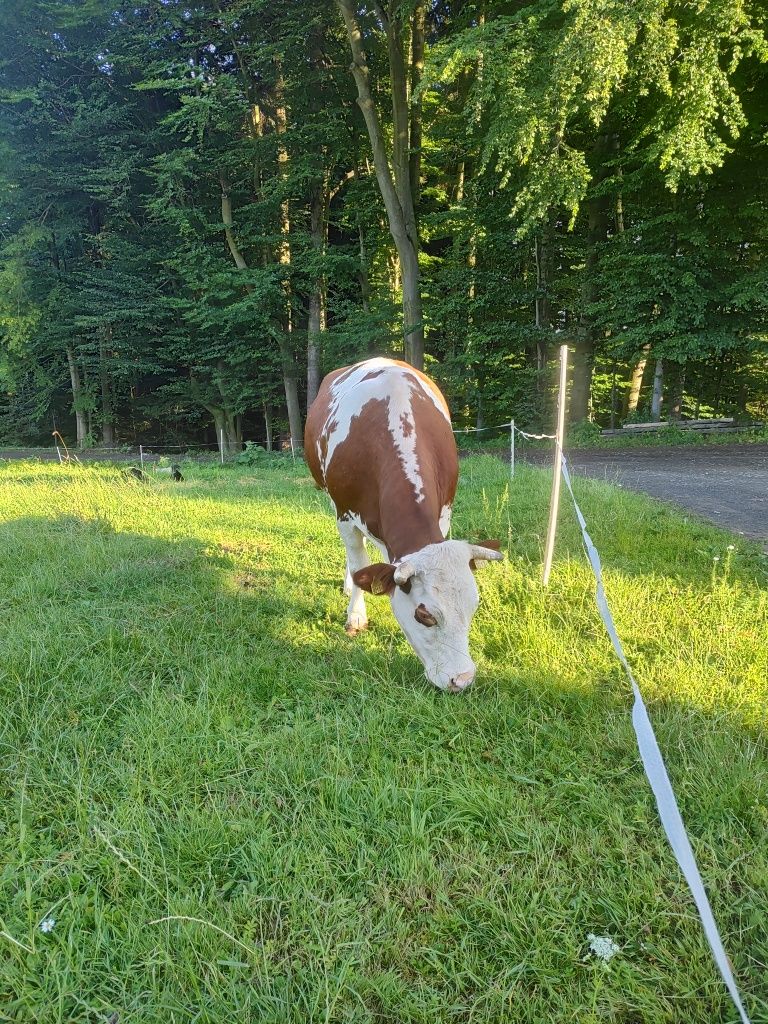 Sprzedam krowę simental