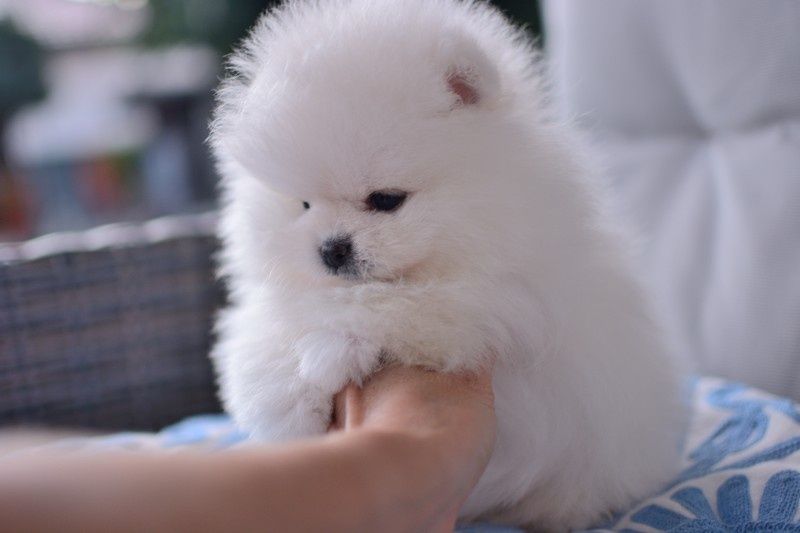 Pomeranian śnieżno biała sunia