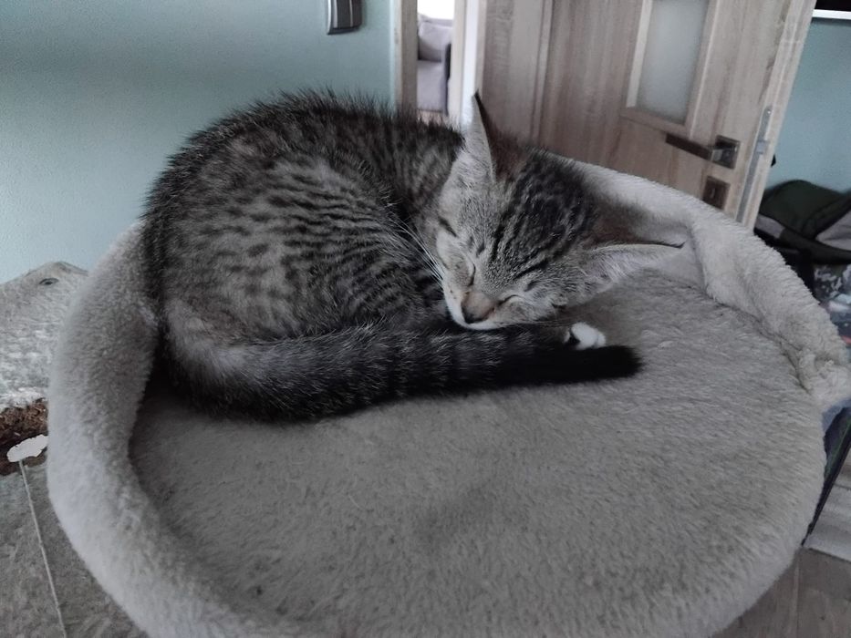 Dwa kociaczki, 2, 5 miesięczne