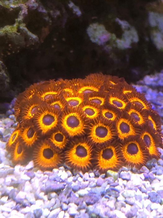 Vendo zoanthus red ked