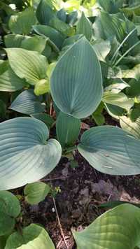 Hosta mix kolorów