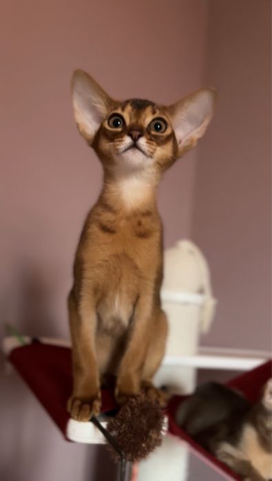 Абиссинский котенок дикого окраса