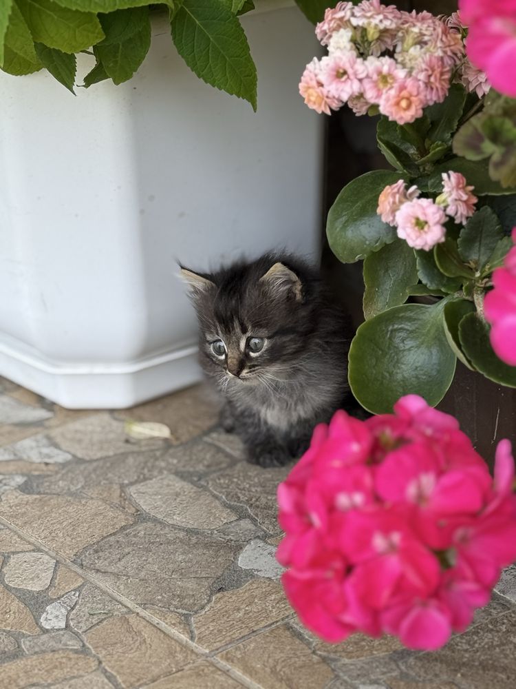 Віддам в добрі руки кошенят