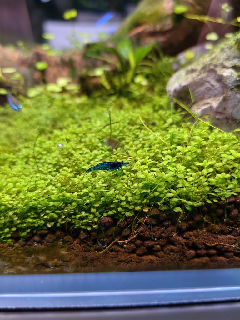 Krewetki blue velvet