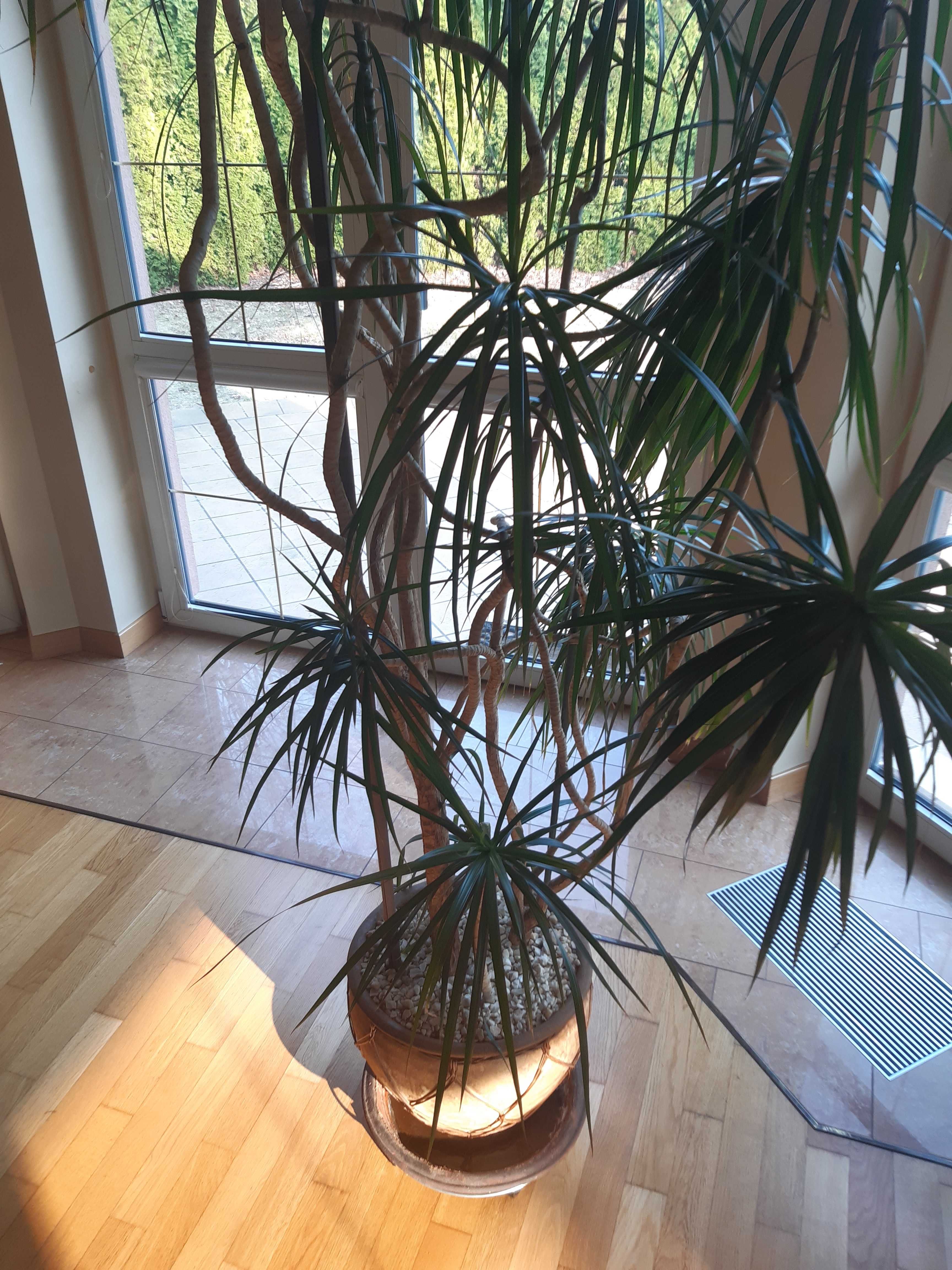 Dracena z doniczką i podstawką z kółkami.