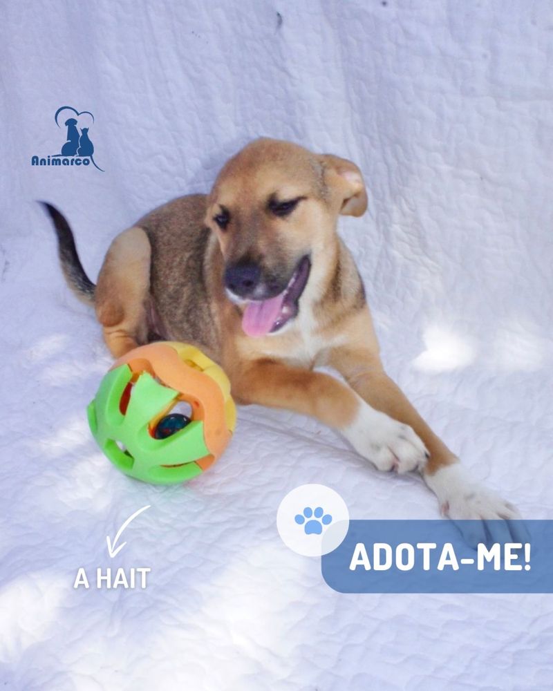Hait - cadela bebe porte medio para adocao