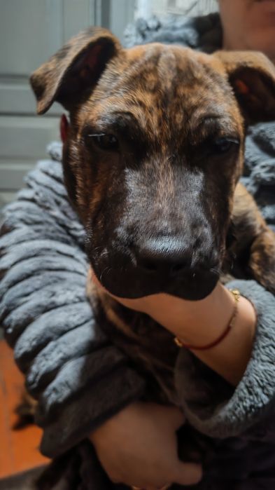 Віддамо щенка в добрі руки