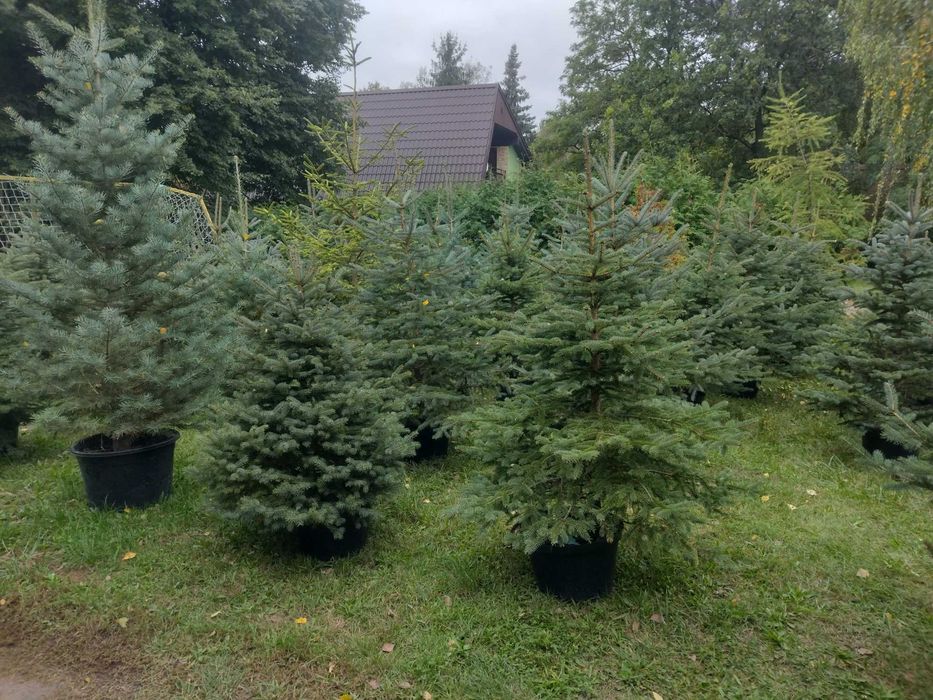 Świerk srebrny srebrzysty kłujący pospolity w doniczkach