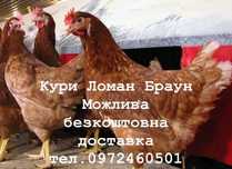 Продаються кури несучки Ломан Браун