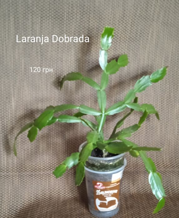 5 сортов взрослых шлмбергер,декабристов.