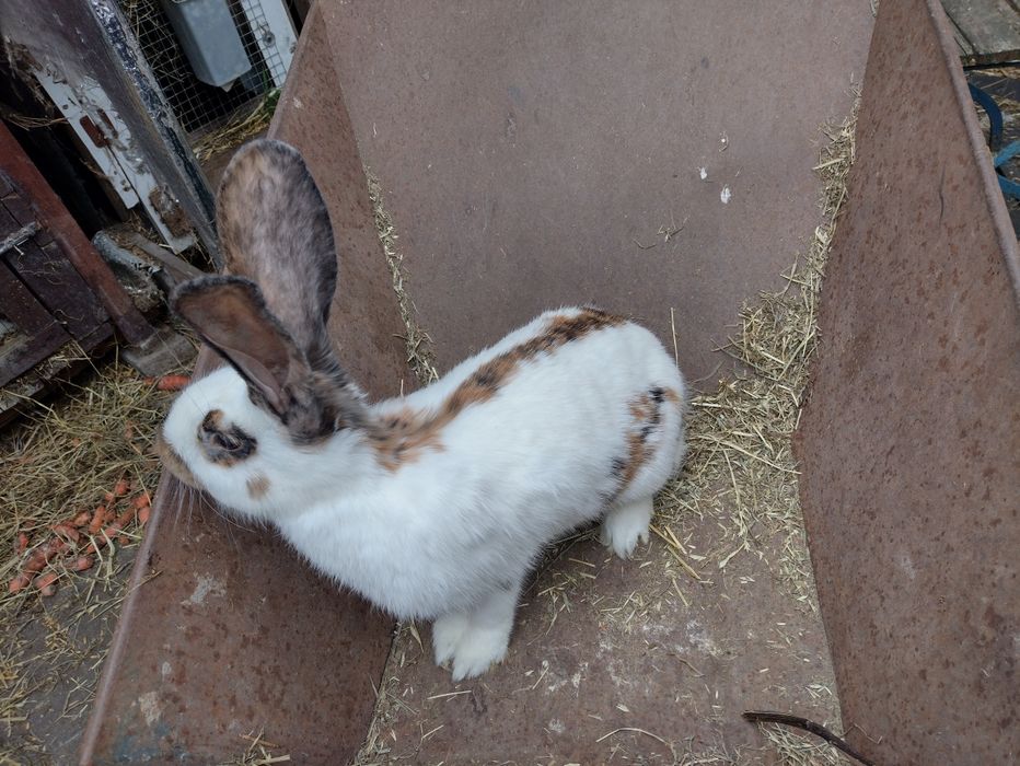 Piękna samica OST Olbrzymi Srokacz Trójbarwny