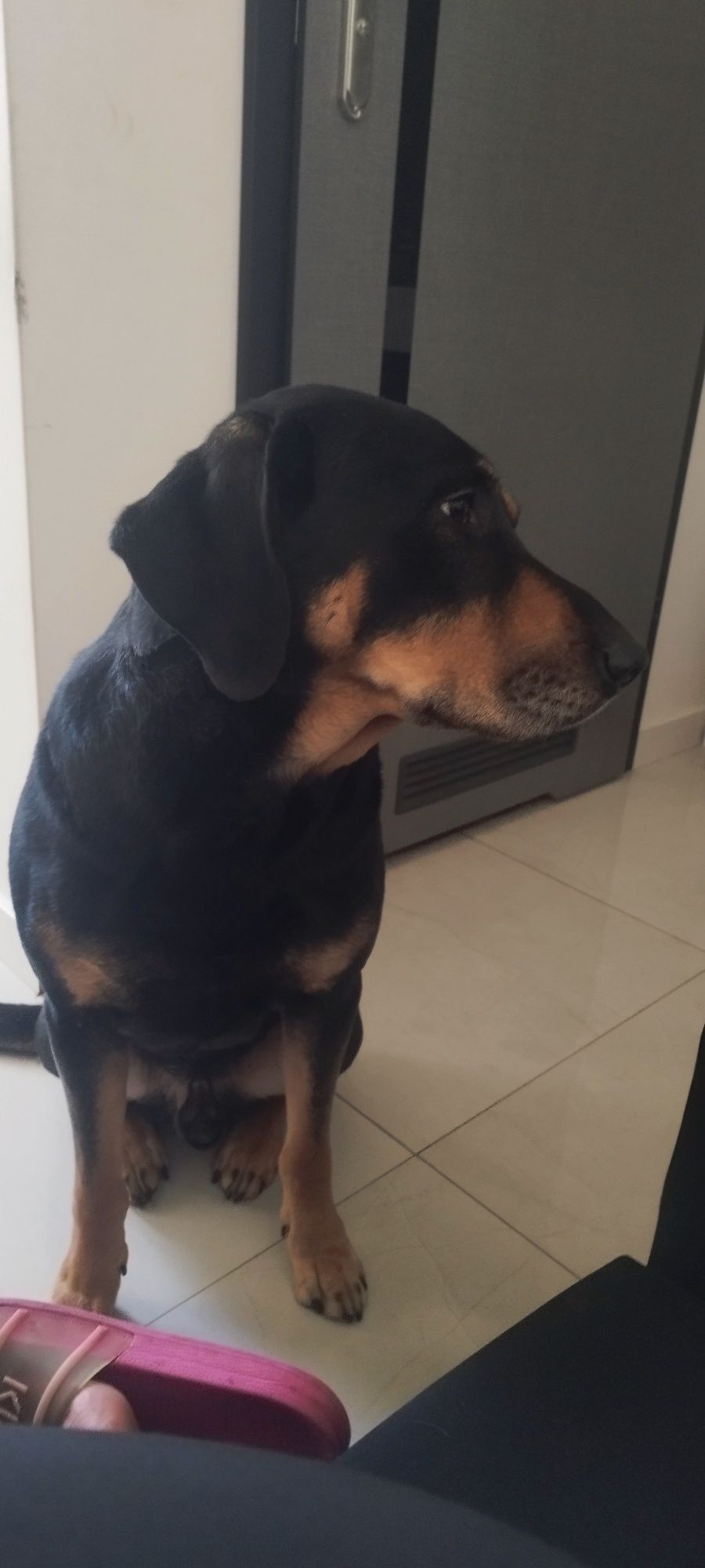 Oddam psa w dobre ręce