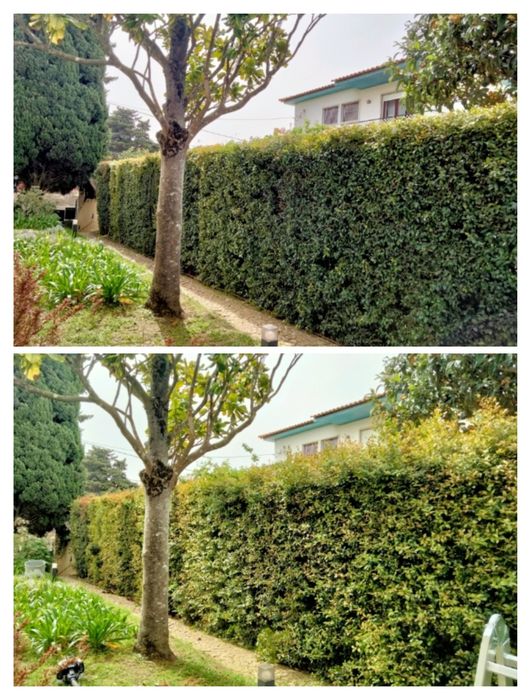 Jardineiro- limpeza e manutenção de jardins