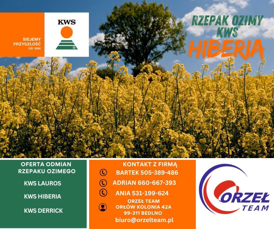Rzepak ozimy KWS HIBERIA DERRICK LAUROS odmiana na słabsze gleby