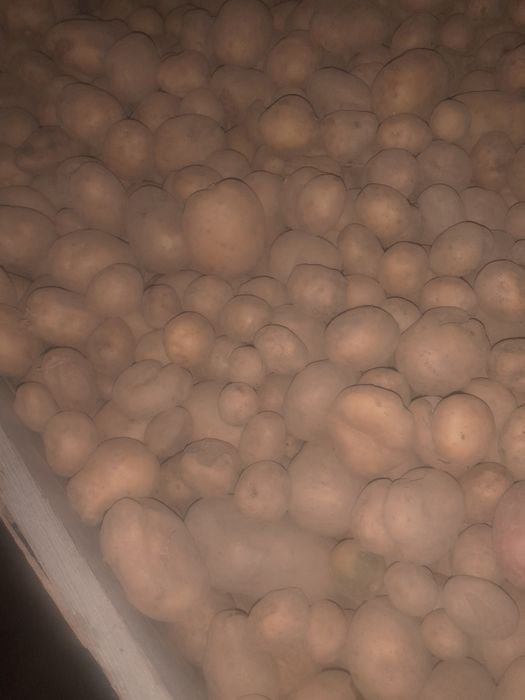 Sprzedam ziemniaki na pasze odpadowe odpady dla zwierząt