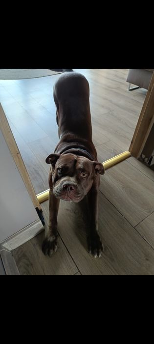 Pies w typie pitbulla