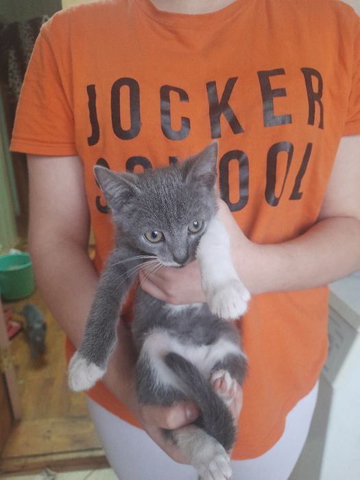 Кошенята на Мальованці!