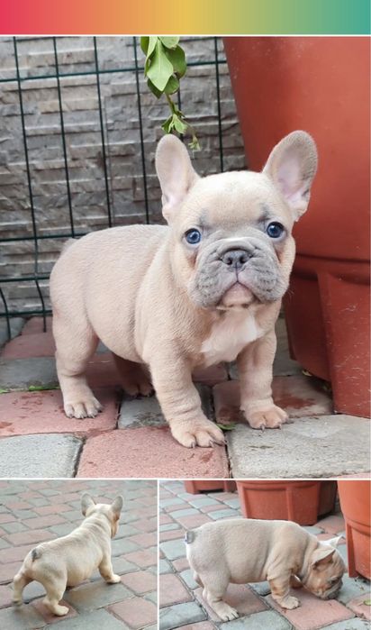 Найкрутіший хлопчик голубопалевий французик