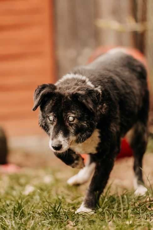 Homer jesień życia spędza w schronisku, czekając na cud... Adoptujesz?