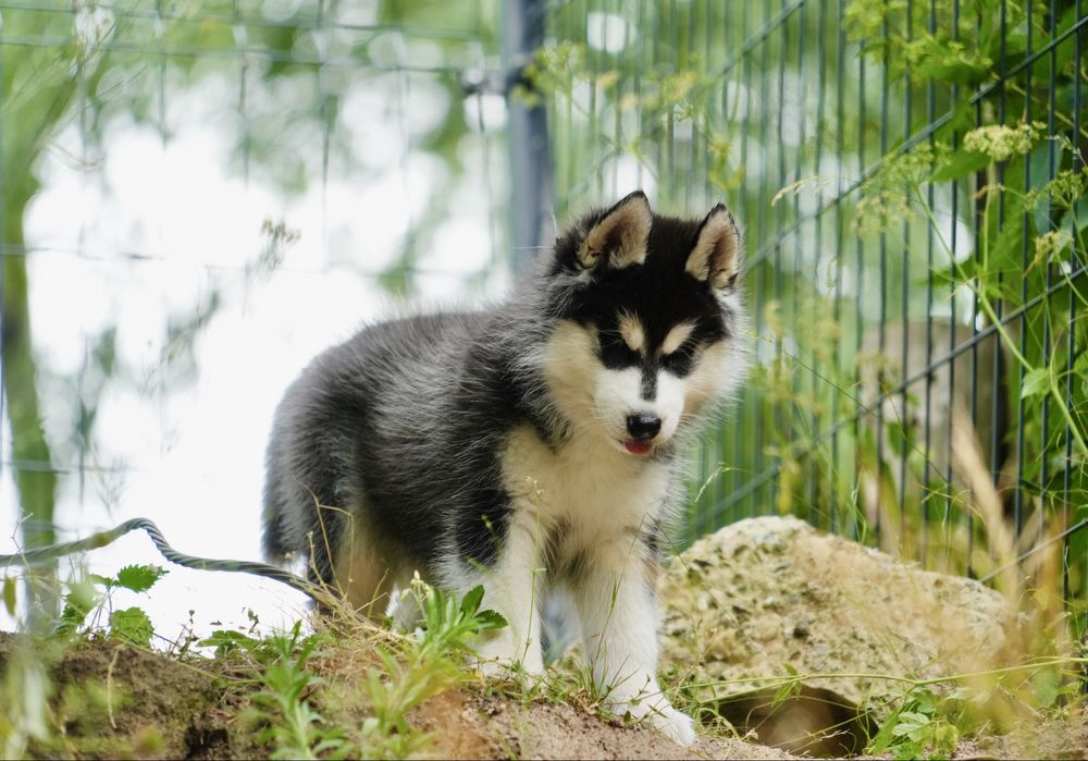 Przepiękna czarno-biała ciemnooka sunia Siberian Husky FCI