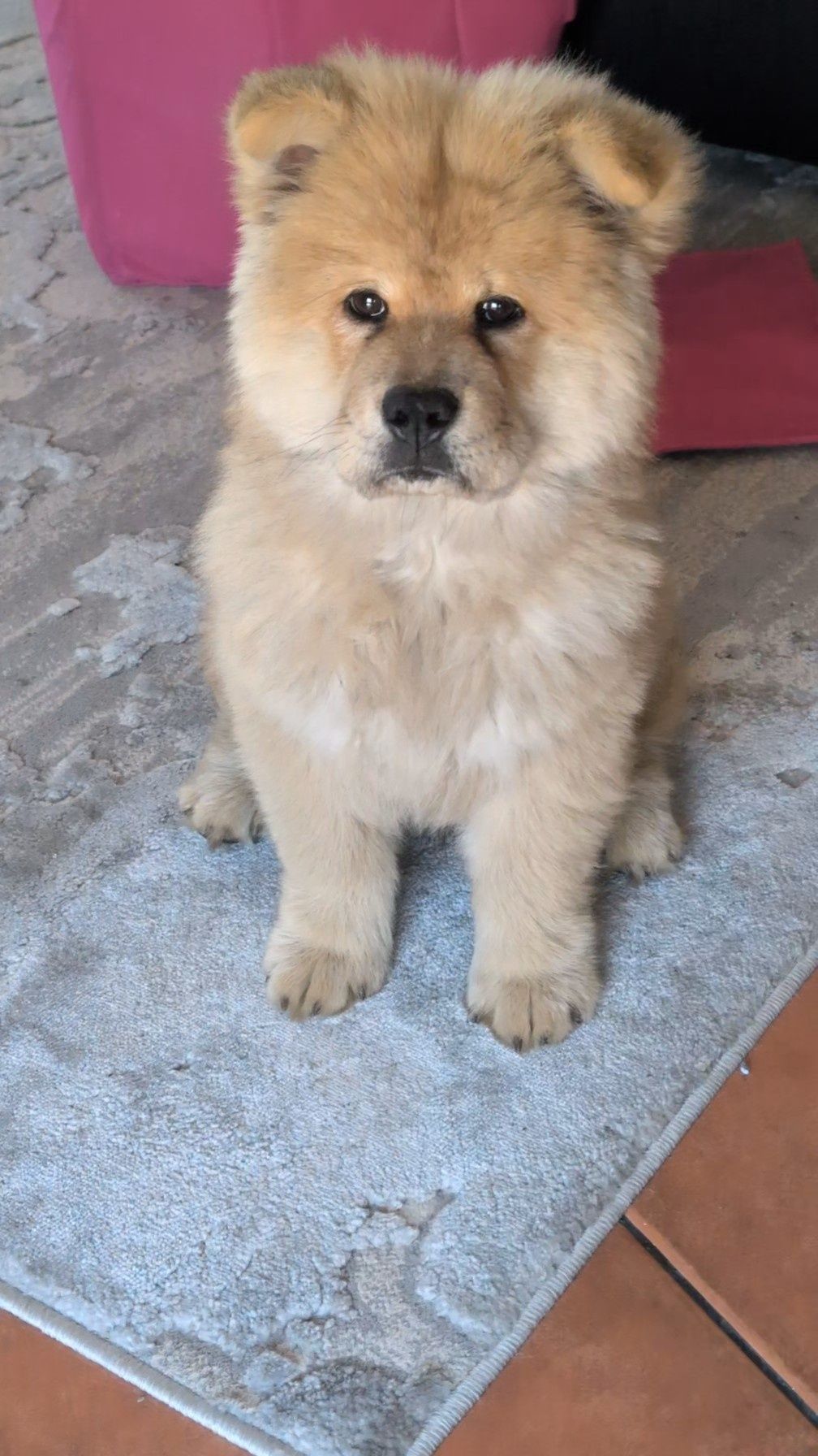 Chow chow 3 meses