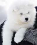 Samoyed samojed szczeniak