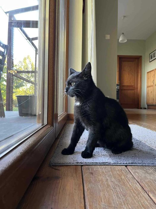 Kot kocurek adopcja schronisko wesoły przytulas