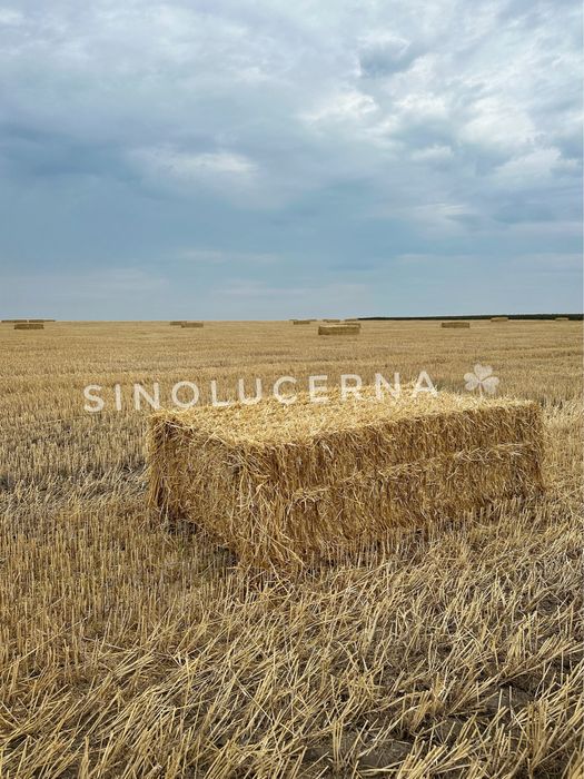 Пшенична солома в квадратних тюках