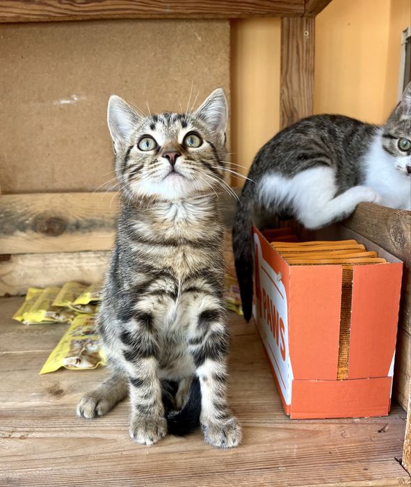 Котенок мальчик и девочка 2,5 мес