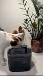 Fontes para  gatos e cães pequenos