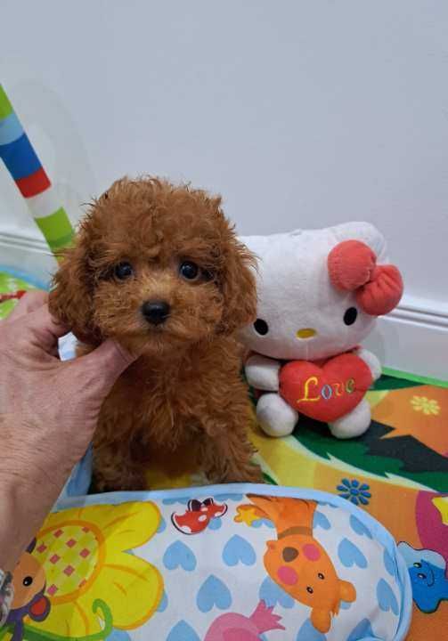 mini suczka pudel toy red  teacup  z rodowodem FCI do odbioru