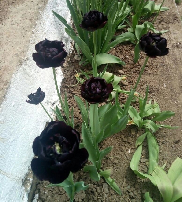Квіти     тюльпани