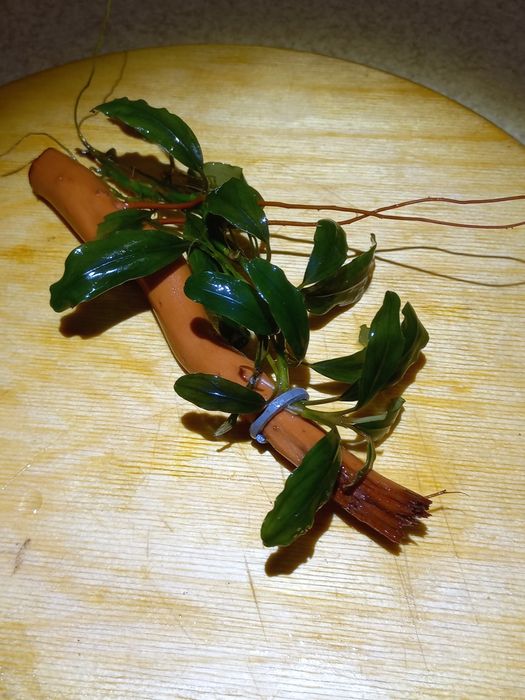 Анубіаси на корчах.